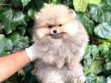 Teddy Face Orijinal Pomeranian Boo Bebeklerimiz