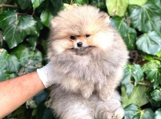 Teddy Face Orijinal Pomeranian Boo Bebeklerimiz