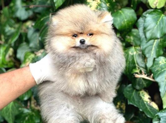 Teddy Face Orijinal Pomeranian Boo Bebeklerimiz görsel