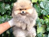Teddy Face Orijinal Pomeranian Boo Bebeklerimiz