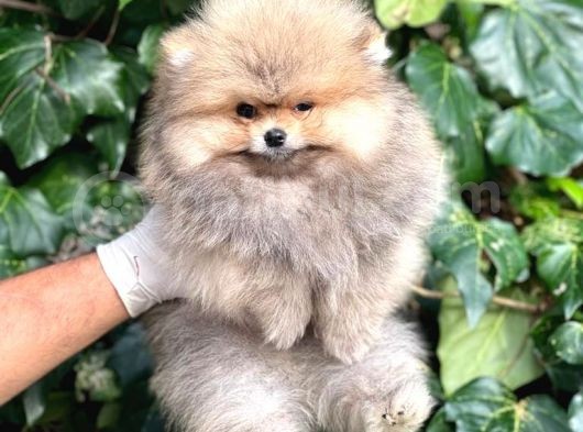 Teddy Face Orijinal Pomeranian Boo Bebeklerimiz görsel