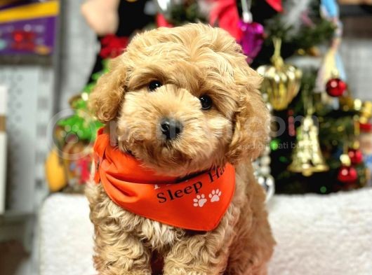 Erkek Dişi Show Kalite Maltipoo
