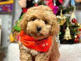 Erkek Dişi Show Kalite Maltipoo