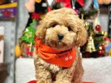 Erkek Dişi Show Kalite Maltipoo