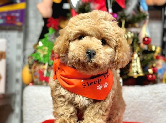 Erkek Dişi Show Kalite Maltipoo görsel