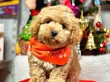 Erkek Dişi Show Kalite Maltipoo