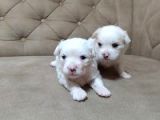 Maltesse Terrier Cinsi Güzel Yavrular