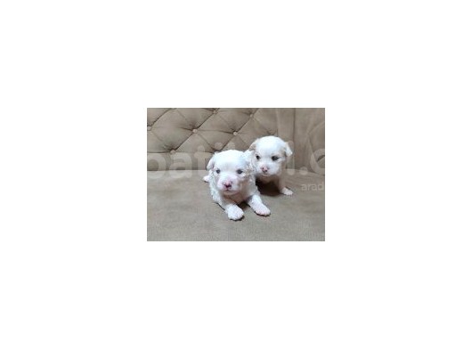 Maltesse Terrier Cinsi Güzel Yavrular görsel