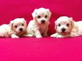 Maltesse Terrier Cinsi Güzel Yavrular