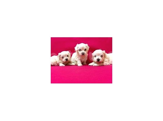 Maltesse Terrier Cinsi Güzel Yavrular görsel