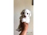 Maltesse Terrier Cinsi Güzel Yavrular