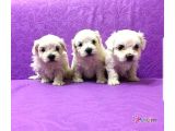 Maltesse Terrier Cinsi Güzel Yavrular