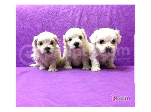 Maltesse Terrier Cinsi Güzel Yavrular