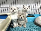 Nadi̇r Renk Mavi̇ Gözlü Lynx Poi̇nt Bri̇ti̇sh Shorthai̇r