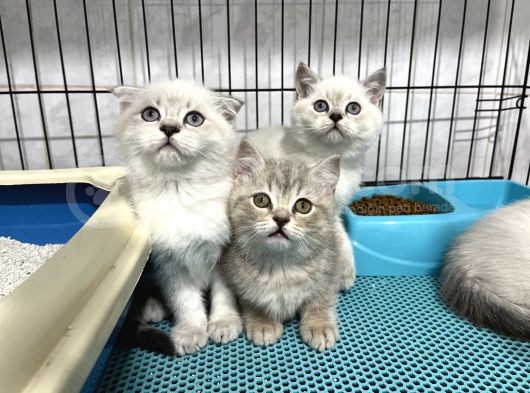 Nadi̇r Renk Mavi̇ Gözlü Lynx Poi̇nt Bri̇ti̇sh Shorthai̇r görsel