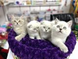Nadi̇r Renk Mavi̇ Gözlü Lynx Poi̇nt Bri̇ti̇sh Shorthai̇r