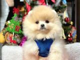Ayıcık Surat Boo Pomeranian Yavrular