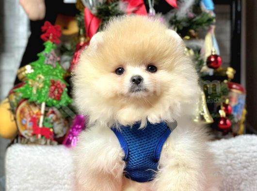 Ayıcık Surat Boo Pomeranian Yavrular görsel