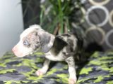 Blue Merle Mavi Göz Amerikan Bully