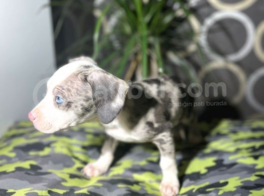 Blue Merle Mavi Göz Amerikan Bully görsel