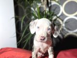 Rengarenk  American Bully Yavrular