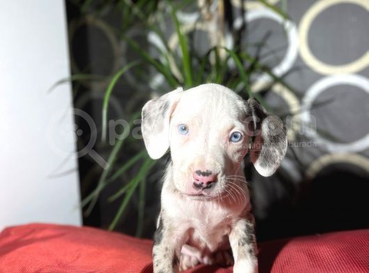 Rengarenk  American Bully Yavrular görsel