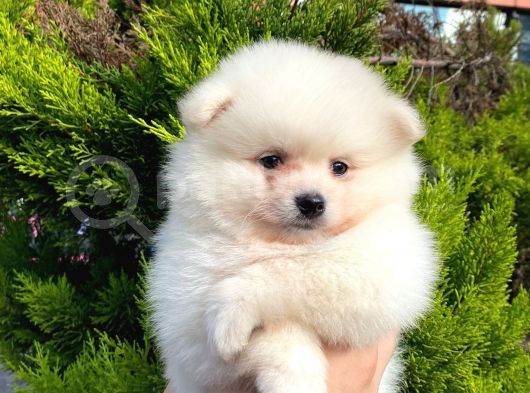 Show Kali̇te Ayi Surat Pomerani̇an Boo Yavrumuz görsel
