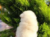 Show Kali̇te Ayi Surat Pomerani̇an Boo Yavrumuz