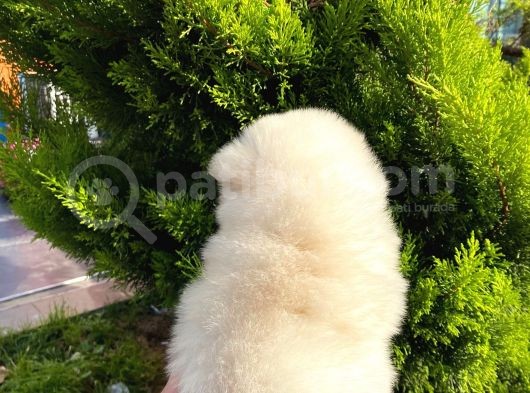 Show Kali̇te Ayi Surat Pomerani̇an Boo Yavrumuz görsel