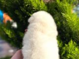 Show Kali̇te Ayi Surat Pomerani̇an Boo Yavrumuz