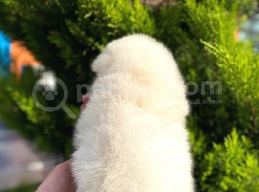 Show Kali̇te Ayi Surat Pomerani̇an Boo Yavrumuz görsel