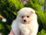 Show Kali̇te Ayi Surat Pomerani̇an Boo Yavrumuz