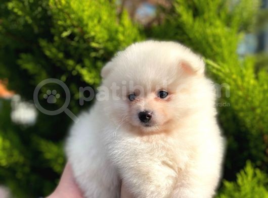 Show Kali̇te Ayi Surat Pomerani̇an Boo Yavrumuz görsel