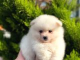 Show Kali̇te Ayi Surat Pomerani̇an Boo Yavrumuz