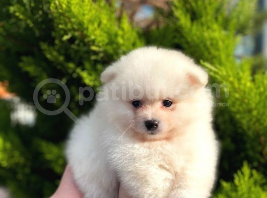 Show Kali̇te Ayi Surat Pomerani̇an Boo Yavrumuz görsel