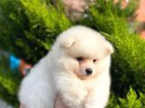 Show Kali̇te Ayi Surat Pomerani̇an Boo Yavrumuz