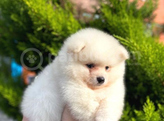Show Kali̇te Ayi Surat Pomerani̇an Boo Yavrumuz görsel