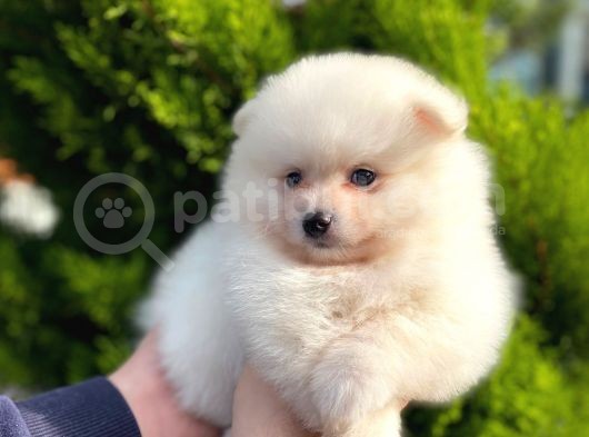 Show Kali̇te Ayi Surat Pomerani̇an Boo Yavrumuz görsel