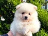 Show Kali̇te Ayi Surat Pomerani̇an Boo Yavrumuz