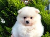 Show Kali̇te Ayi Surat Pomerani̇an Boo Yavrumuz