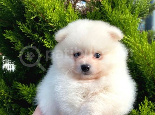 Show Kali̇te Ayi Surat Pomerani̇an Boo Yavrumuz görsel