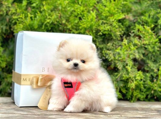 Show Kali̇te Ayi Surat Pomerani̇an Boo Yavrumuz görsel