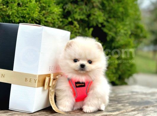 Show Kali̇te Ayi Surat Pomerani̇an Boo Yavrumuz görsel