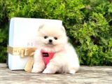 Show Kali̇te Ayi Surat Pomerani̇an Boo Yavrumuz