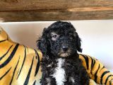 Silver Toy Poodle Bebekleri̇mi̇z