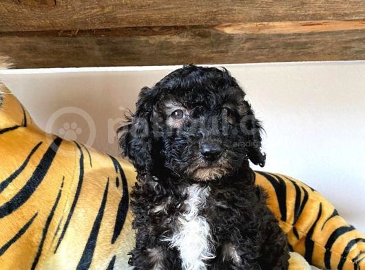 Silver Toy Poodle Bebekleri̇mi̇z görsel