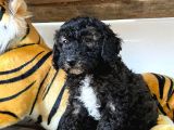 Silver Toy Poodle Bebekleri̇mi̇z