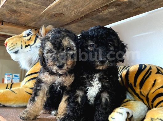 Silver Toy Poodle Bebekleri̇mi̇z görsel