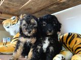 Silver Toy Poodle Bebekleri̇mi̇z
