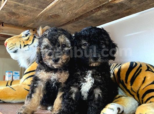 Silver Toy Poodle Bebekleri̇mi̇z görsel